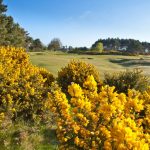 Scotscraig_2021